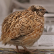 Illustration for article titled Now Weve Got an Excuse to Organize Quail Fights for Science